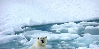 تغير المناخ يمكن ان يغير بكتيريا رئيسية في المحيطات