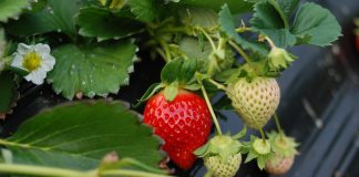 تجدد الصراع على المحاصيل المعدلة وراثيا في اوروبا