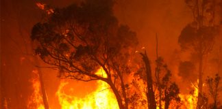 أستراليا تكافح أسوأ حرائق غابات منذ 30 عامًا