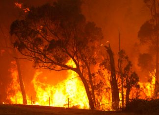 أستراليا تكافح أسوأ حرائق غابات منذ 30 عامًا