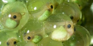 ضفادع تلد في إندونيسيا في سلوك فريد من نوعه