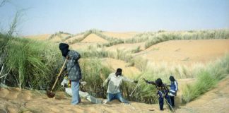 الحزام الأخضر أمل إفريقيا ضد التصحر