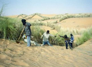 الحزام الأخضر أمل إفريقيا ضد التصحر