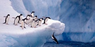 طيور البطريق تتأثر بالسياحة في القطب الجنوبي