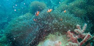 النفايات تهدد آخر حيد مرجاني شمال الكرة الأرضية