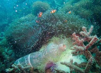 النفايات تهدد آخر حيد مرجاني شمال الكرة الأرضية