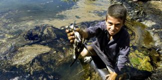 البيئة 2014: سجلّ العراق ظل خاوياً