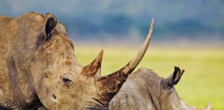 جنوب افريقيا فقدت عددا قياسيا من وحيد القرن في 2014