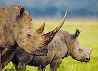 الصيد المحظور لوحيد القرن يضرب أرقاما قياسية