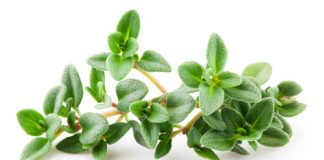 قيمة غذائية سحرية للزعتر