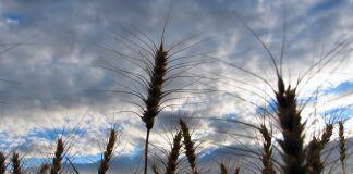 التنوّع الوراثي سلاح خفيّ في التأقلم مع تغيّر المناخ