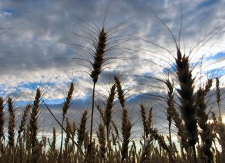 التنوّع الوراثي سلاح خفيّ في التأقلم مع تغيّر المناخ