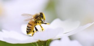 تجارة النحل “قد تقضي على النحل البري”