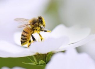 تجارة النحل “قد تقضي على النحل البري”