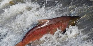 الجفاف يهدد أسماك السلمون في كاليفورنيا