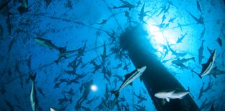 علماء يحذرون من مزارع الأسماك الصينية