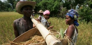 النظم الغذائية في المستقبل يجب أن تصبح أعلى ذكاء وكفاءة