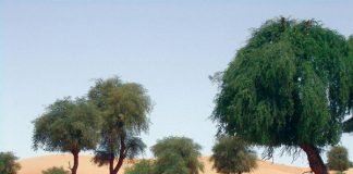 معسكر شبابي لزراعة 100 شجرة غاف في عُمان