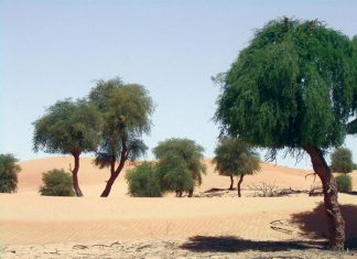 معسكر شبابي لزراعة 100 شجرة غاف في عُمان