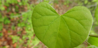 العدد الأول من نشرة “النافذة الخضراء”