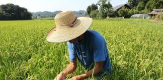 محصول الأرز في فوكوشيما يجتاز بنجاح اختبارات الاشعاع