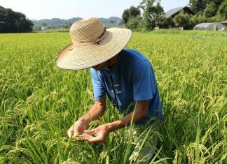 محصول الأرز في فوكوشيما يجتاز بنجاح اختبارات الاشعاع