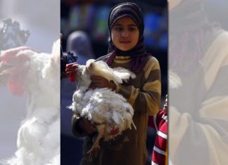 وفاة شخصين بإنفلونزا الطيور في مصر