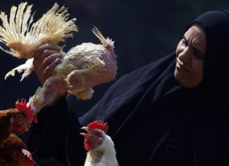 عاشر وفاة بإنفلونزا الطيور في مصر منذ مطلع العام