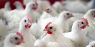 تفشي إنفلونزا الطيور في سبع ولايات نيجيرية