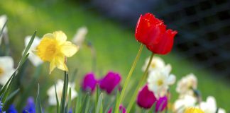 تَعَرُّق الورقة يتقاسم أوقات اليوم