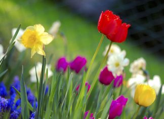 تَعَرُّق الورقة يتقاسم أوقات اليوم