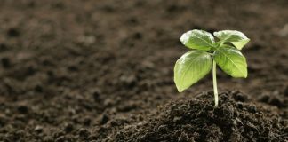 رسم بياني – 2015 السنة الدولية للتربة