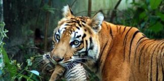 زيادة أعداد النمور في موطنها بالهند