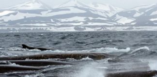 الحيتان تشكل علاقات اجتماعية طويلة الأمد