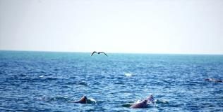 رصد مئات من حيوانات بقر البحر على السواحل القطرية