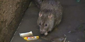 انتشار الطاعون يتباطأ في مدغشقر