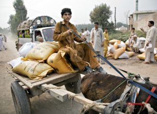 استخدام الأسمدة سيتجاوز 200 مليون طن عام 2018