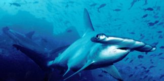 مفاتيح برمجيات في الزعانف لإنقاذ أسماك القرش من الصيد الجائر
