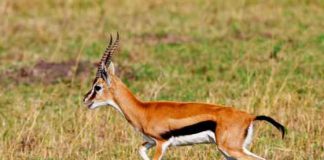 نيابة أبوظبي تحبس ثلاثة مواطنين اصطادوا غزالاً