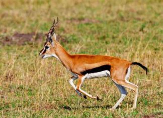 نيابة أبوظبي تحبس ثلاثة مواطنين اصطادوا غزالاً