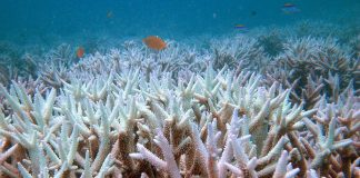 تحمض المحيطات يتهدد البيئة البحرية في العالم