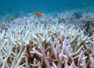 تحمض المحيطات يتهدد البيئة البحرية في العالم