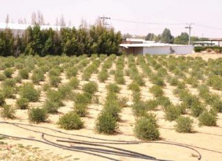 التغيُّر المناخي والغطاء النباتي على طاولة قمة G20 في السعودية