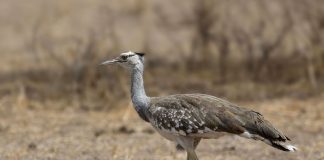 الحبارى تعود للحياة في أبوظبي