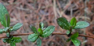 العدد الثاني من نشرة “النافذة الخضراء”