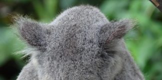 حماية الأنواع، والحفاظ عليها