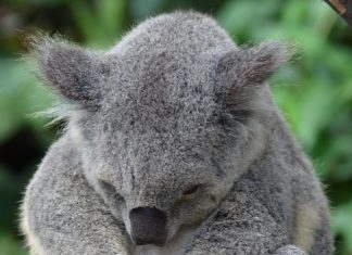 حماية الأنواع، والحفاظ عليها