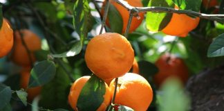 ابتكار جهاز جديد لرصد مرض الاخضرار البكتيري