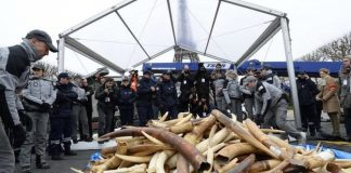 حملة فرنسية لجمع وإتلاف العاج