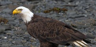 النسر الأصلع الأمريكي يتجاوز خطر الانقراض